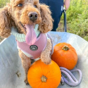 Bew Dog Rose Velvet Dog Harness