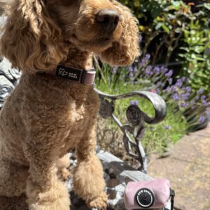 Bew Dog Rose Velvet Poo Bag Holder