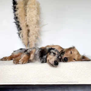 Pup & Kit Pet Protector Waterproof Dog Blanket - Cream