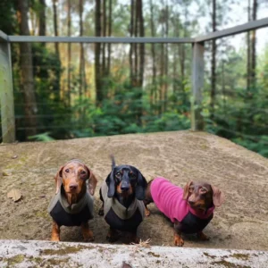 DogHouse Standard Dachshund Fleece Jumper with Waterproof Belly Panel